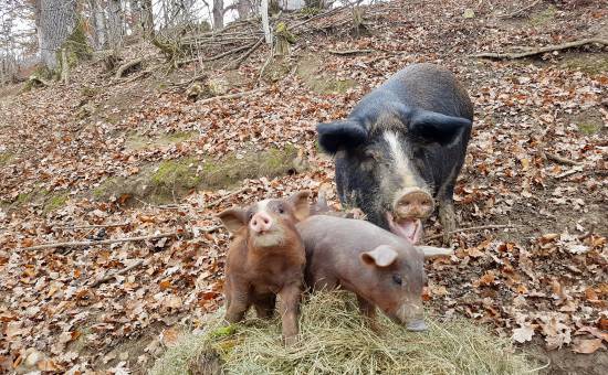 Das Allgäuer Eichelschwein – artgerechte Haltung und Genuss auf höchstem Niveau