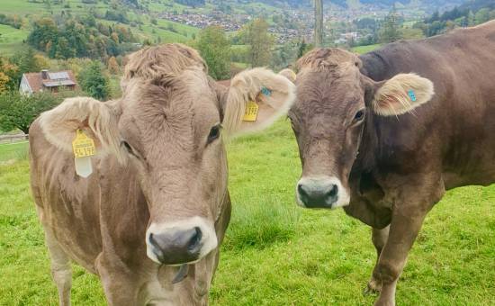 Mit Herz und Hingabe: Familie Lipp und ihre nachhaltige Landwirtschaft