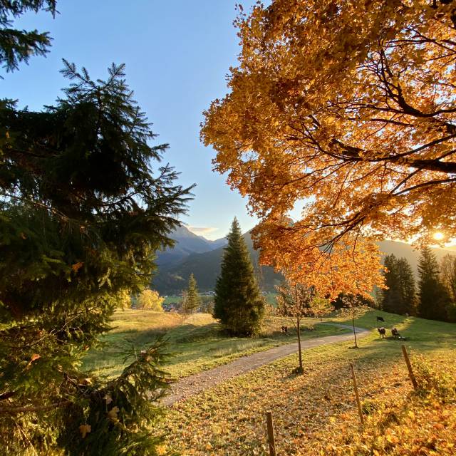 herbstlicher Wald im Sonnenlicht im Allgäu