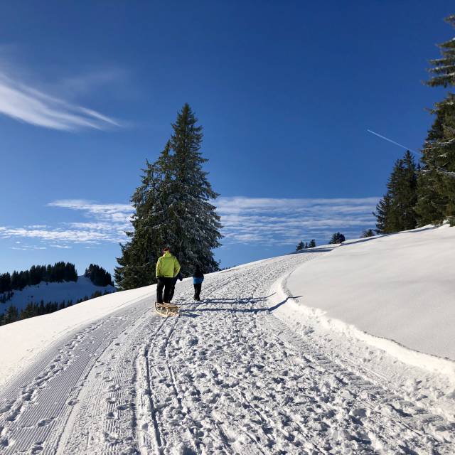 Rodeln im Winter im Allgäu