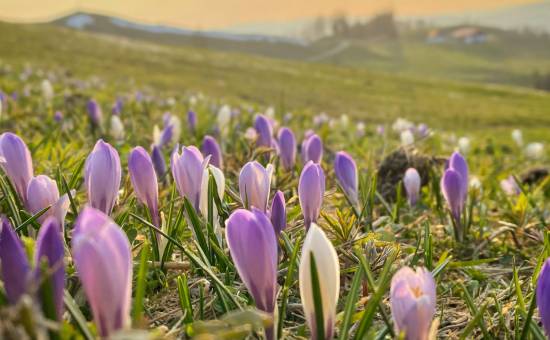 Nur für kurze Zeit - Krokusblüte am Hündle