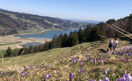 Alpsee-Bergwelt im Krokusfieber