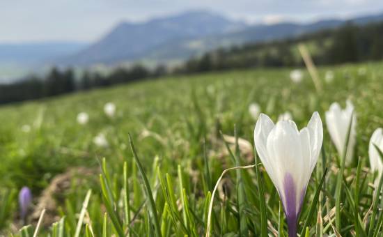 Herrliche Idylle am Sonthofer Hof - jetzt mit Krokusblüte