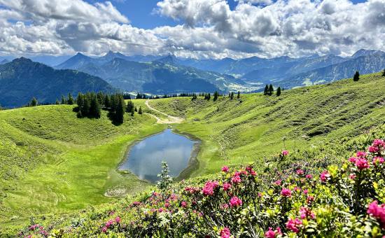 JETZT Alpenrosenblüte am Wertacher Hörnle